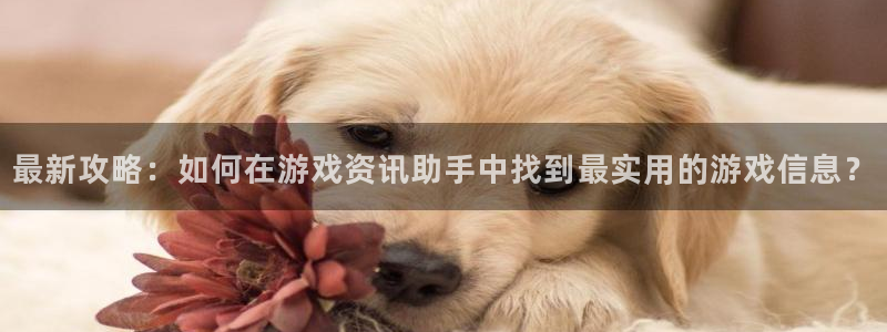 长征娱乐开户测速：最新攻略：如何在游戏资讯助手中找到最实用的